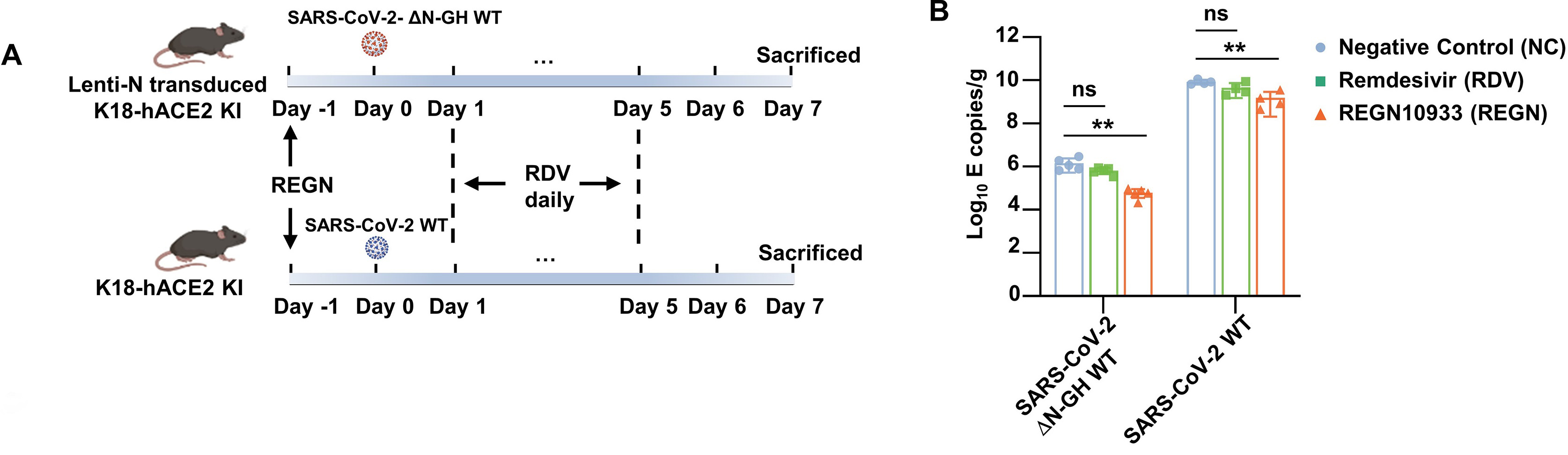 An optimized high-throughput SARS-CoV-2 dual reporter trans-complementation system for antiviral screening <i>in vitro</i> and <i>in vivo</i>